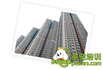 你的小區(qū)是否允許飼養(yǎng)狗狗