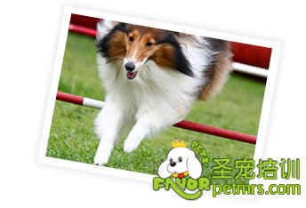 你是否有時間照顧它