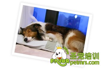 你是否能承擔起狗狗所有的費用
