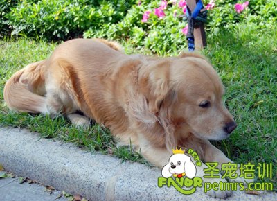 金毛犬