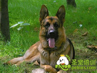 德國牧羊犬