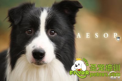 邊境牧羊犬