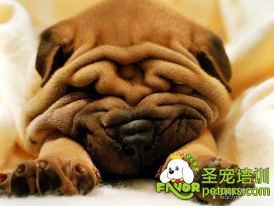 沙皮