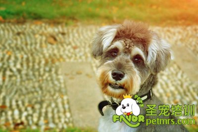 可愛狗狗