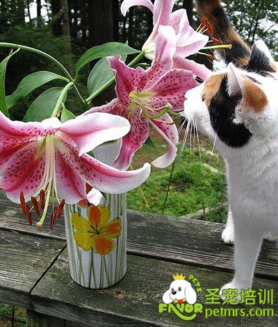 對貓狗有害的花
