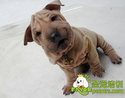 狗狗可愛