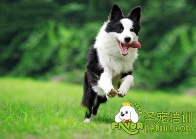 邊境牧羊犬
