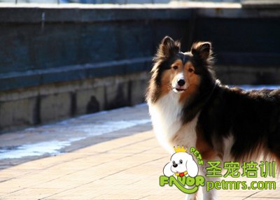 喜樂蒂