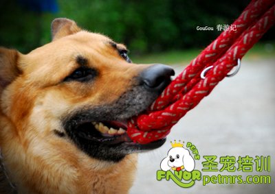 德國牧羊犬