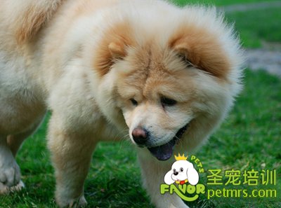 松獅犬
