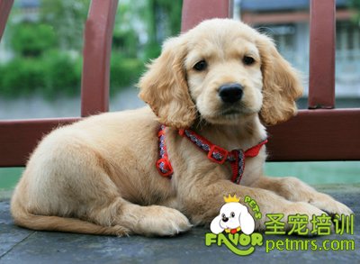 可卡犬