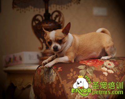 吉娃娃