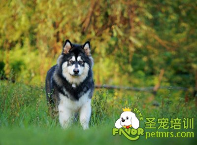 可愛狗狗
