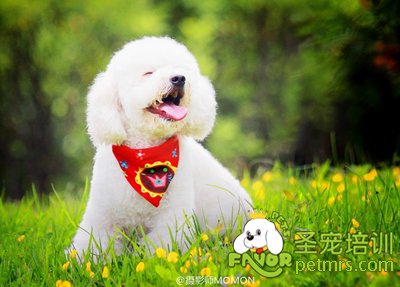 貴賓犬