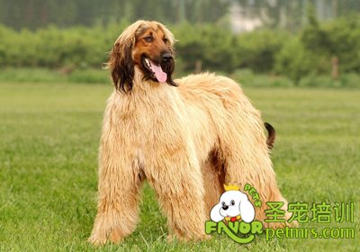 可愛狗狗