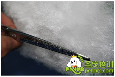 圣寵學員假冒修剪課程