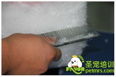 圣寵假毛修剪課程(一)
