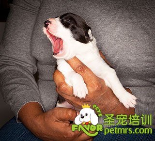 狗狗打哈欠