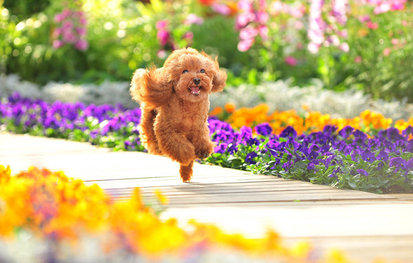 泰迪犬