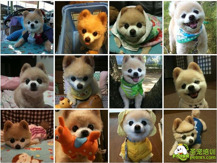 博美犬