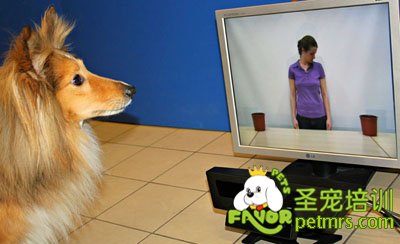 狗狗的智力