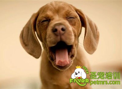 狗狗叫聲的含義