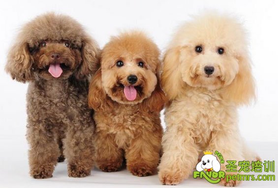 貴賓犬三色