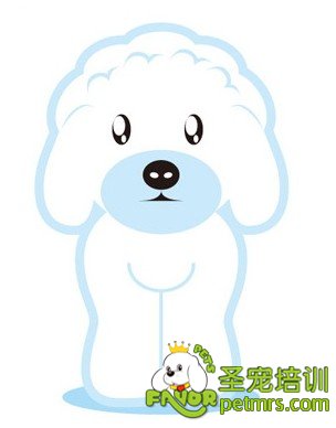 白色貴賓犬