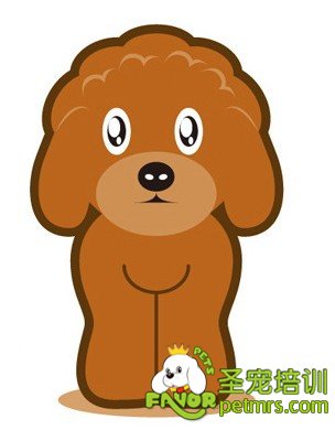 咖啡色貴賓
