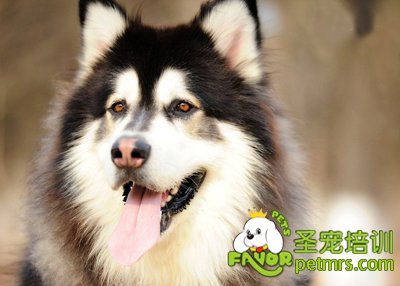 阿拉斯加
