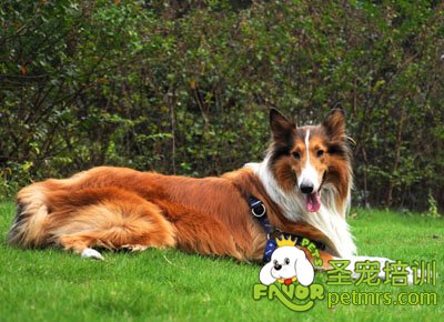 蘇格蘭牧羊犬