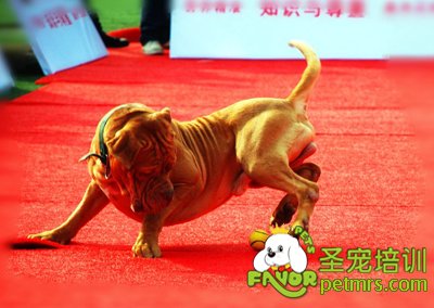 沙皮