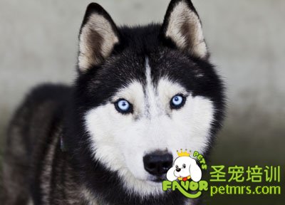 哈士奇