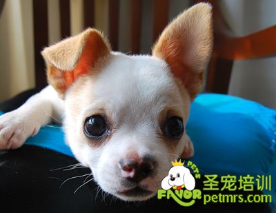 吉娃娃