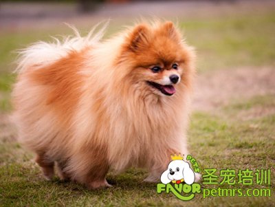 博美犬