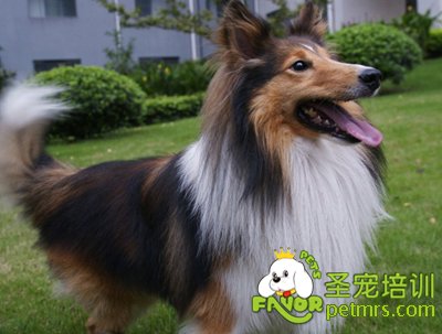 喜樂蒂犬