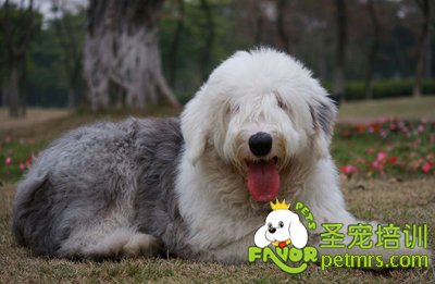 古代牧羊犬