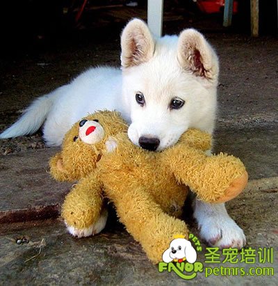 可愛狗狗