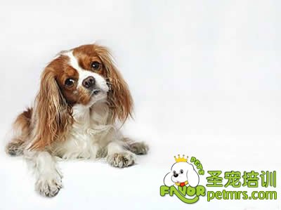 健康狗狗標準