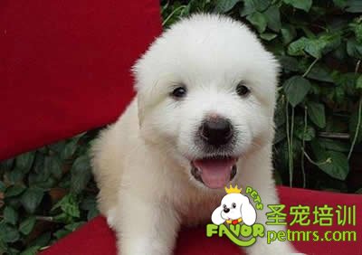健康幼犬標準