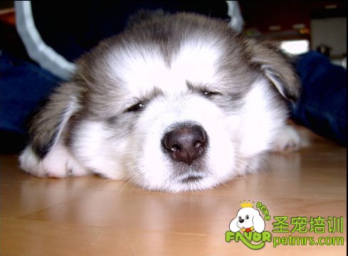 什么是星期狗