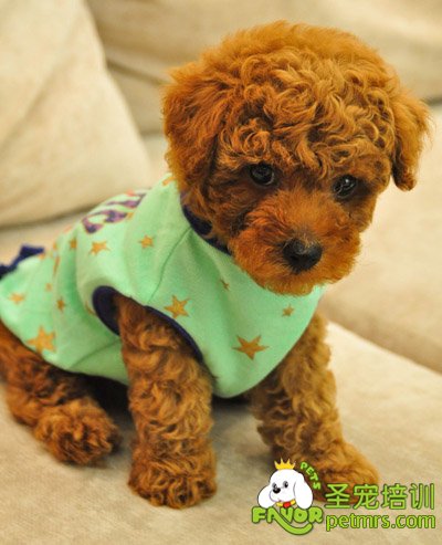 泰迪犬