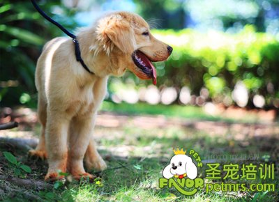 金毛犬