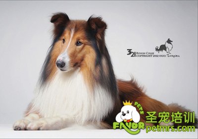 蘇格蘭牧羊犬