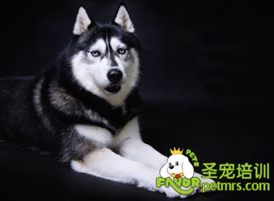 哈士奇