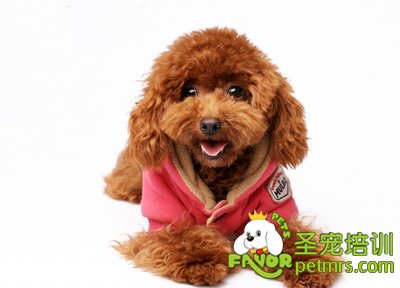 貴賓犬