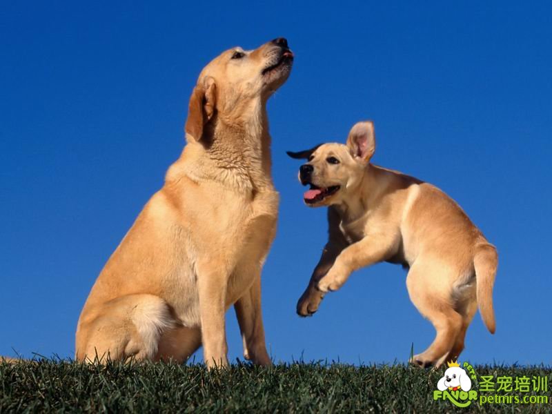 則哪有那個處理老犬和新犬的問題