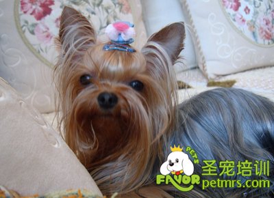 可愛狗狗