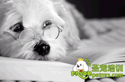 殘疾人適合養什么狗
