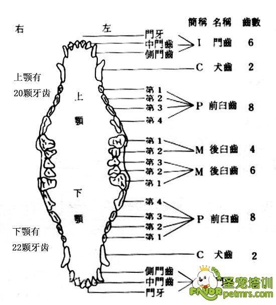 狗狗牙齒